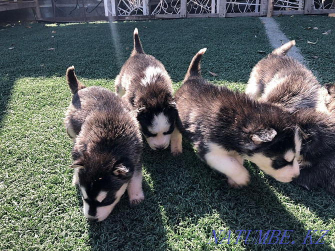 Husky puppies with blue eyes Almaty - photo 7