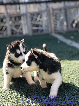 Husky puppies with blue eyes Almaty - photo 6