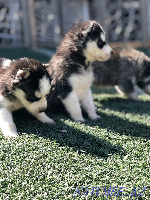 Husky, blue eyes Almaty - photo 2