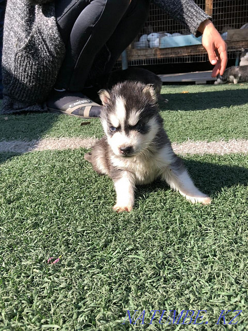 Husky, blue eyes Almaty - photo 7