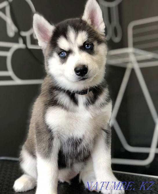 Little Hasyata Almaty - photo 3