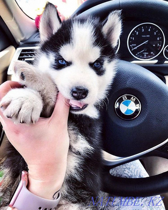 Little Hasyata Almaty - photo 1