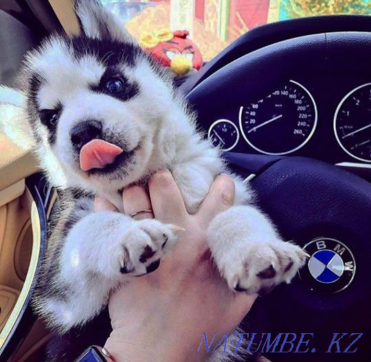 Хасочка қыздары  Алматы - изображение 1