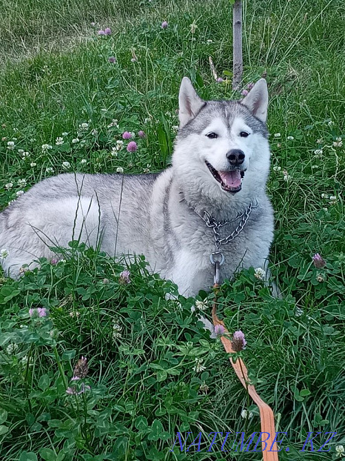 Siberian Husky Almaty - photo 2