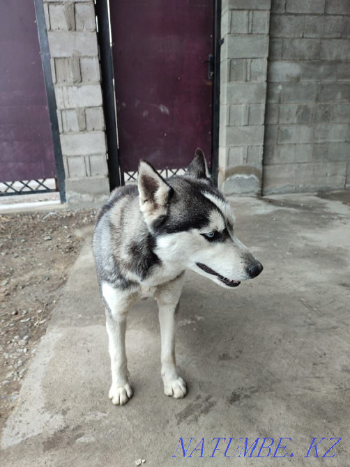 Сібір хаски қызы  Алматы - изображение 3