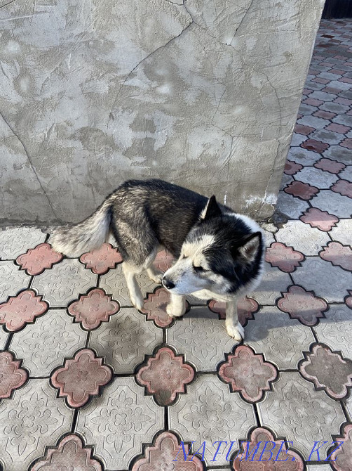 Мен хаски сатамын  Алматы - изображение 4