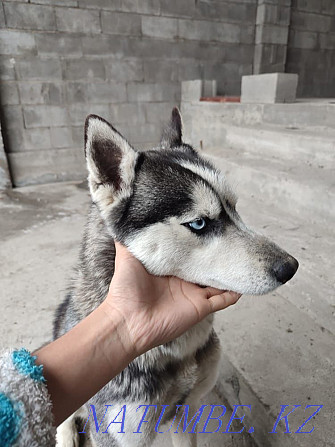 Siberian Husky girl Almaty - photo 1