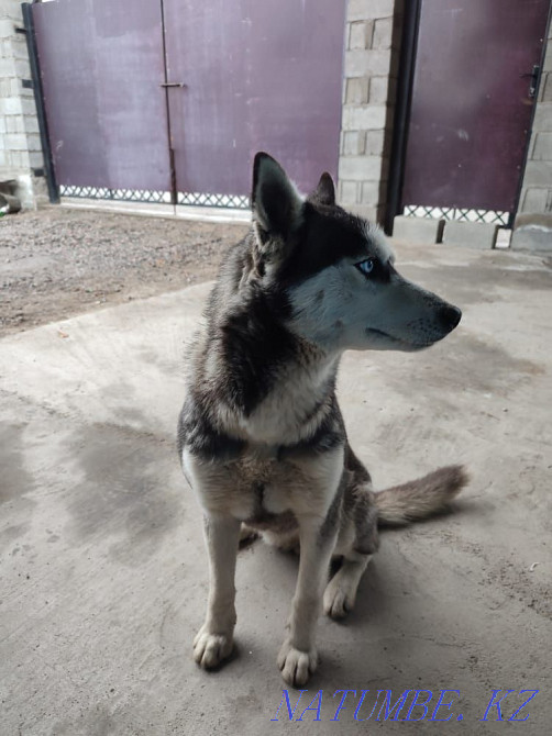 Сібір хаски қызы  Алматы - изображение 4