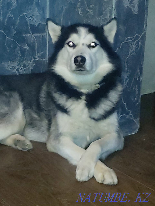 Вязка ( Документы)! Опыт Алматы - изображение 1