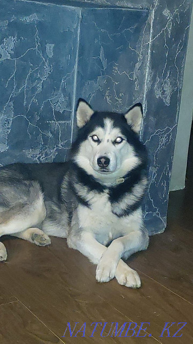 Вязка ( Документы)! Опыт Алматы - изображение 3