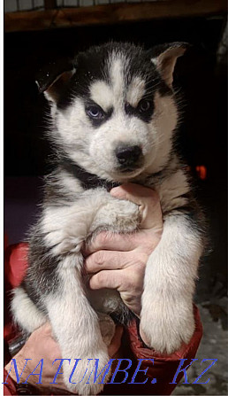 Siberian Husky puppy Almaty - photo 1