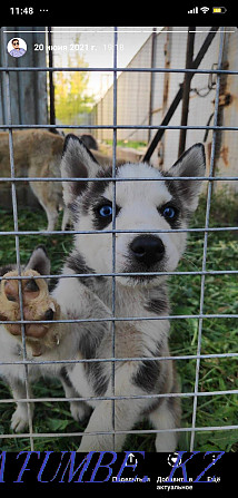 I sell both Huskies with Valier for 30k urgently! Almaty - photo 5