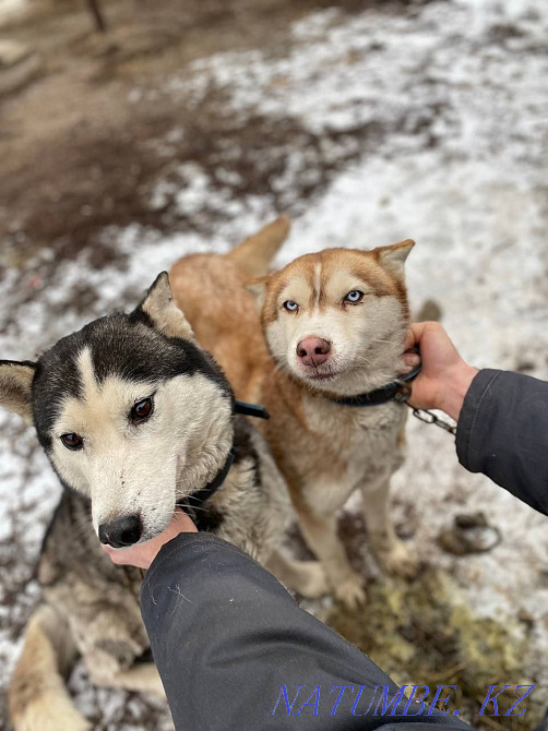 Валиермен бірге Huskies екеуін де срочно 30 мыңға сатамын!  Алматы - изображение 2
