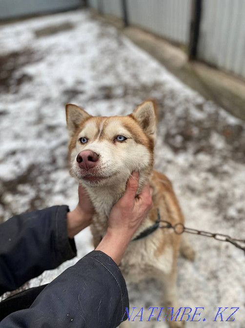 Валиермен бірге Huskies екеуін де срочно 30 мыңға сатамын!  Алматы - изображение 3