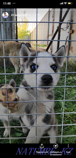 Валиермен бірге Huskies екеуін де срочно 30 мыңға сатамын!  Алматы - изображение 5