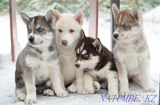Husky puppies with documents can be paid in installments Almaty - photo 1