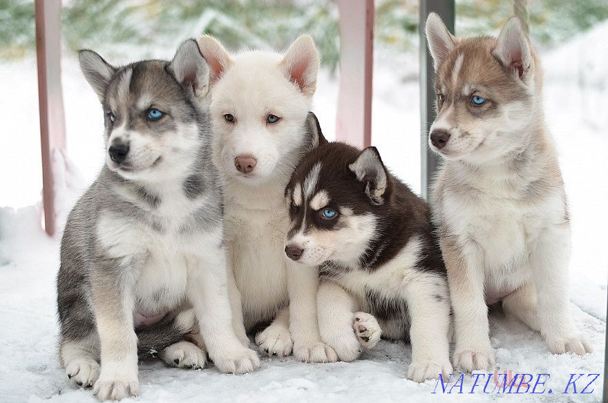 Құжаттары бар хаски күшіктерді бөліп төлеуге болады  Алматы - изображение 1