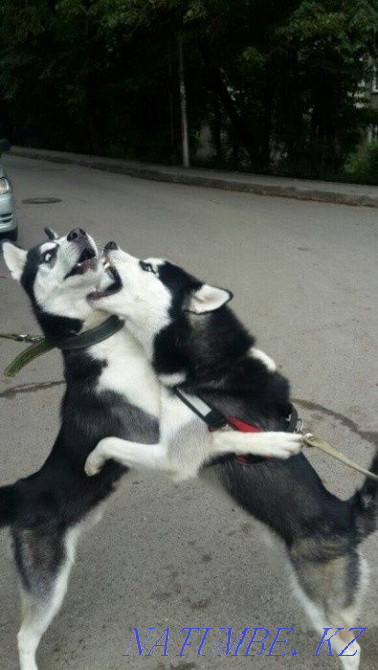 Хаскимен кездесу (құжаттар)  Алматы - изображение 2