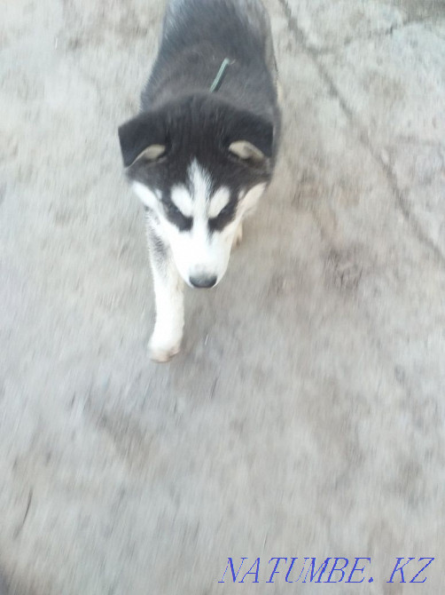 сатылады хаски күшік  Алматы - изображение 1