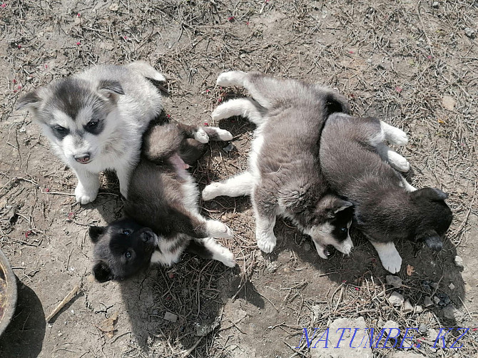 Purebred husky puppies (in Talgar) Almaty - photo 2
