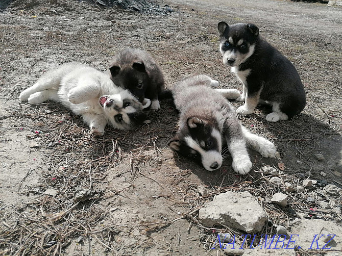 Purebred husky puppies (in Talgar) Almaty - photo 1
