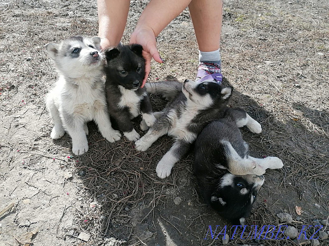 Purebred husky puppies (in Talgar) Almaty - photo 4