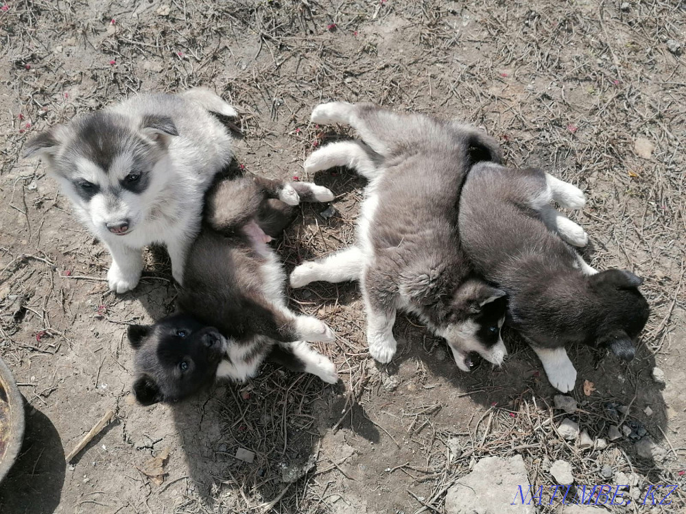 Таза тұқымды хаски күшіктер (Талғарда)  Алматы - изображение 2