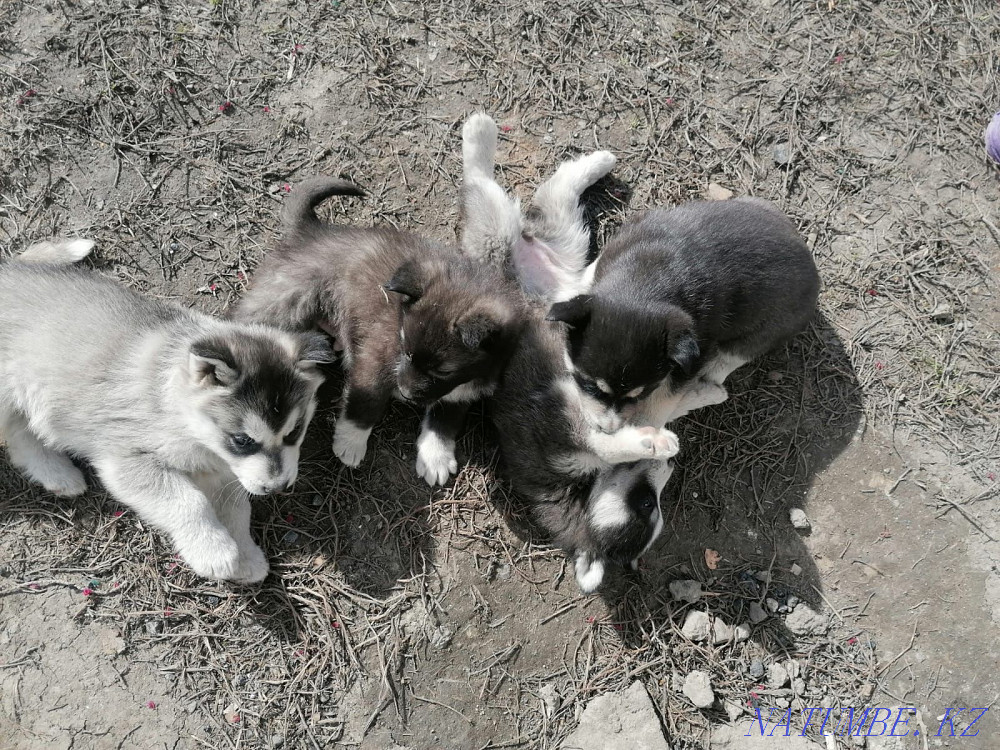 Таза тұқымды хаски күшіктер (Талғарда)  Алматы - изображение 3