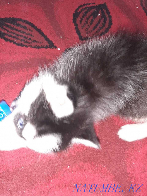 Husky Siesta 27.11  Алматы - изображение 1