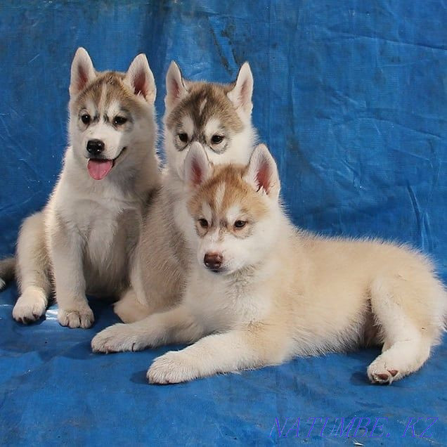 Siberian Husky puppies from a breed nursery Almaty - photo 1