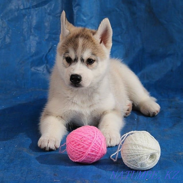 Siberian Husky puppies from a breed nursery Almaty - photo 2