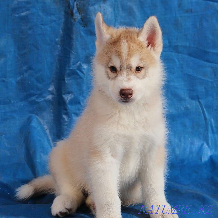 Siberian Husky puppies from a breed nursery Almaty - photo 4