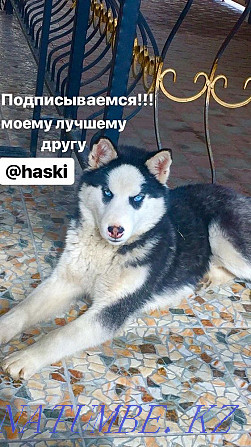Purebred Siberian Husky Almaty - photo 6