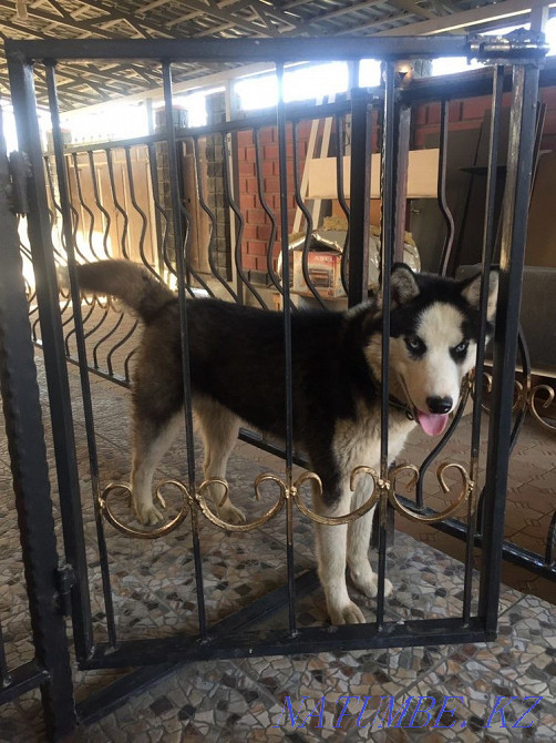 Таза тұқымды сібір хаскиі  Алматы - изображение 5