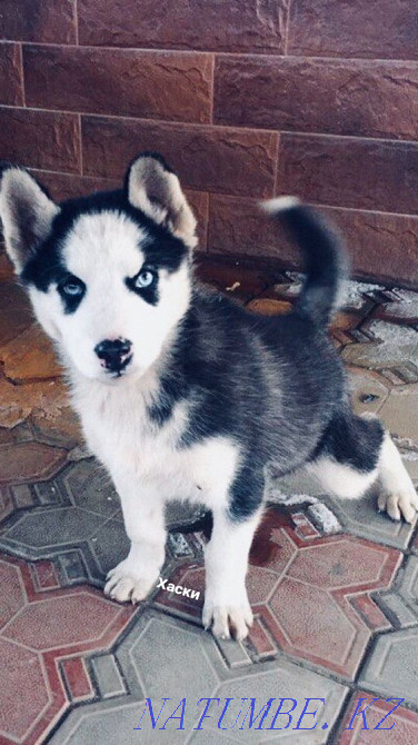 Таза тұқымды сібір хаскиі  Алматы - изображение 7