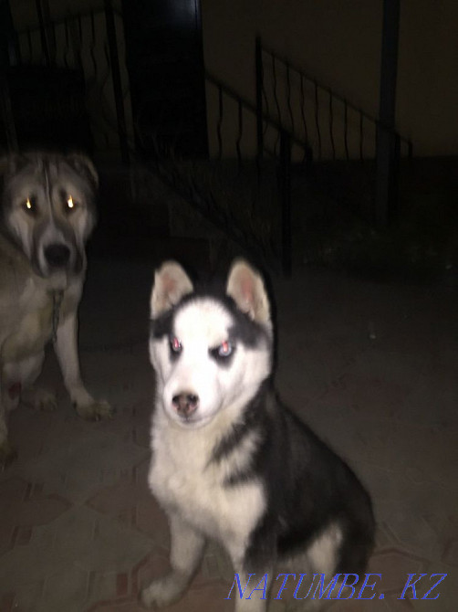 Таза тұқымды сібір хаскиі  Алматы - изображение 4