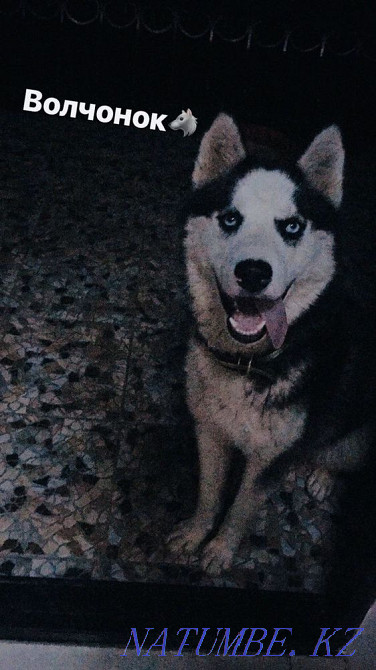 Таза тұқымды сібір хаскиі  Алматы - изображение 1