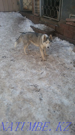 Siberian Husky girl Almaty - photo 6