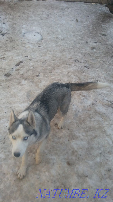 Сібір хаски қызы  Алматы - изображение 4