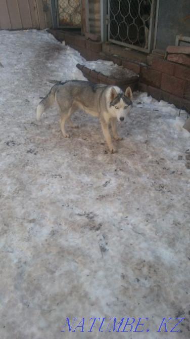 Сібір хаски қызы  Алматы - изображение 6