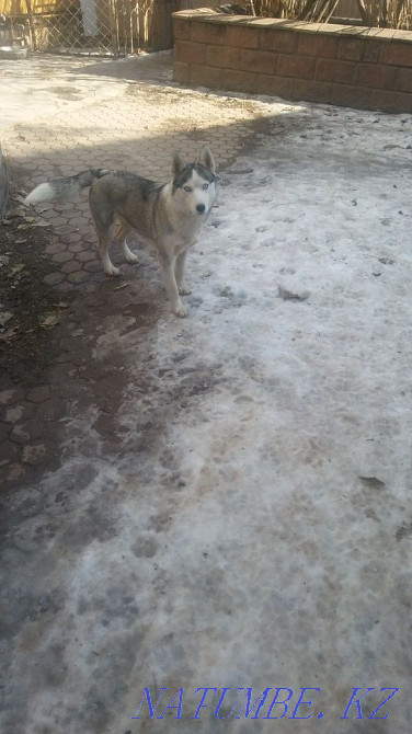 Сібір хаски қызы  Алматы - изображение 8