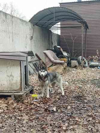 Хаски чистокровный собака сибирский хаски  Алматы