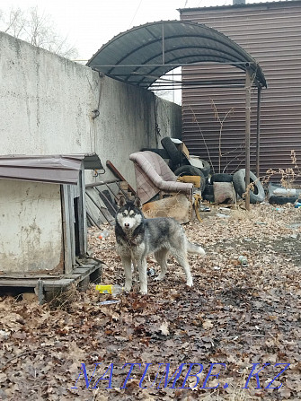 Husky purebred dog siberian husky Almaty - photo 1