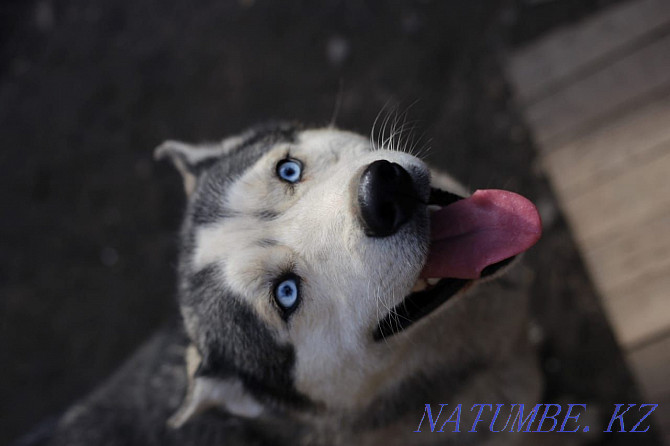 Not for sale Siberian Husky mating cable Almaty - photo 4