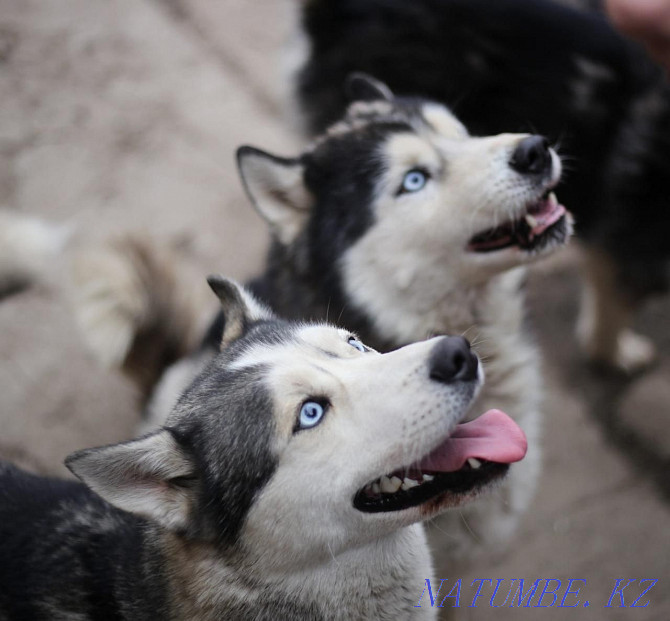 Not for sale Siberian Husky mating cable Almaty - photo 1