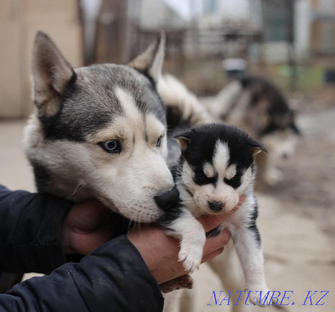 Not for sale Siberian Husky mating cable Almaty - photo 8