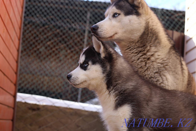 Not for sale Siberian Husky mating cable Almaty - photo 7
