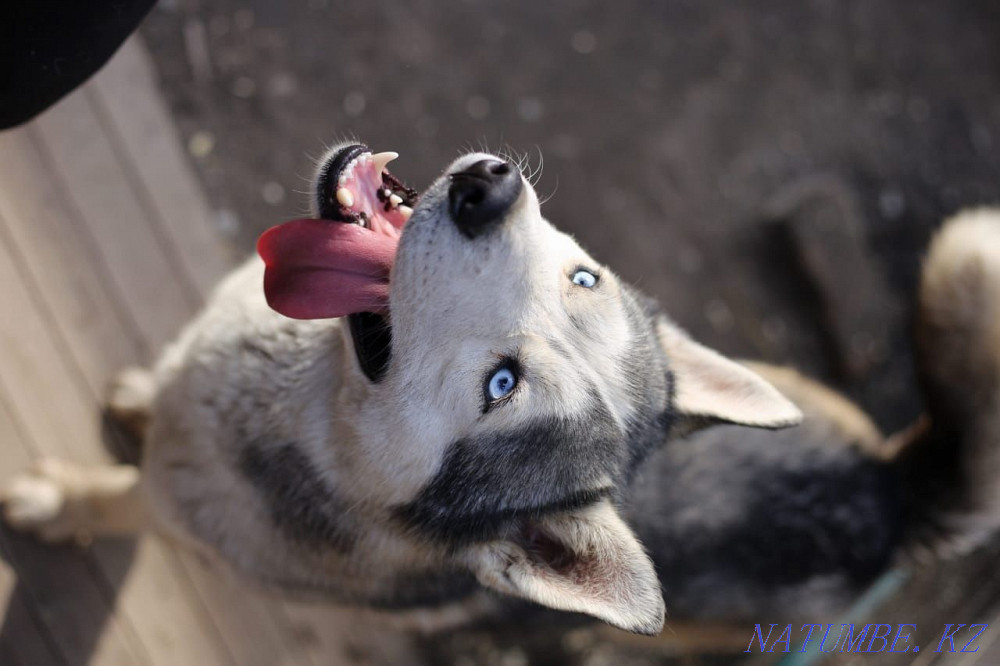 Сібір хаскиінің жұптау кабелі сатылмайды  Алматы - изображение 3