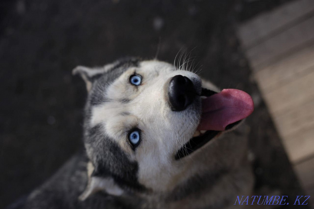 Сібір хаскиінің жұптау кабелі сатылмайды  Алматы - изображение 4