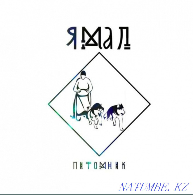 Сібір хаскиінің жұптау кабелі сатылмайды  Алматы - изображение 6